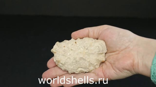 Мозговидный коралл "Овальный" 8 см. смотреть онлайн