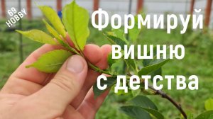 ЛЕТНЯЯ формировка молодого саженца ВИШНИ! Не упусти момент!