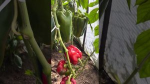 Испанский сорт сладкого перца Большой Реус (Largo de Reus). 2023 г.