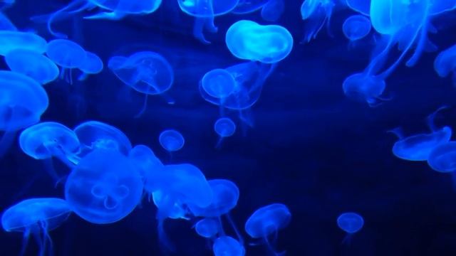 Успокаивающие медузы/ Аквариум/ Расслабление смотреть онлайн