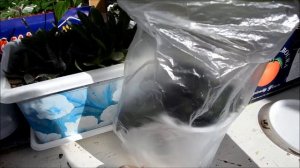 ✅❦ Гинура - обрезка и укоренение растения ❦ 2 ЧАСТЬ