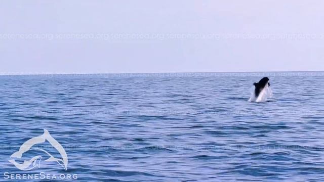 Стадо афалин недалеко от мыса Айя — Центр «Безмятежное Море» смотреть онлайн