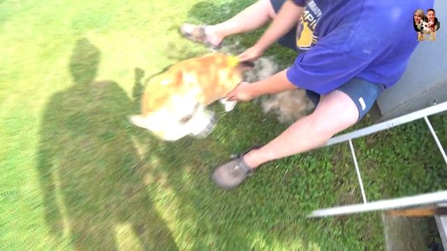 67! Дачный влог часть 1: куриный супчик? , наш первый урожай , замощаю арык ⚒