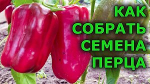 У таких семян 100% всхожесть! Как собрать, просушить и сохранить семена перца.