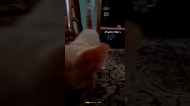 Девон рекс #cat #devonrexcat #devonrex #девонрекс смотреть онлайн