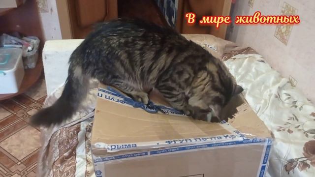 Котенок Кузя собрался в магазин. смотреть онлайн