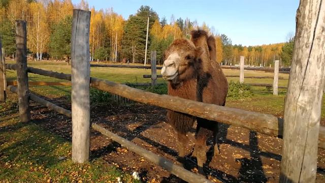 Верблюд жуёт морковку))) смотреть онлайн