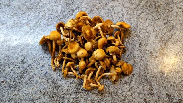 Опёнок летний (Kuehneromyces mutabilis). Пробуем на вкус июньские опята. смотреть онлайн