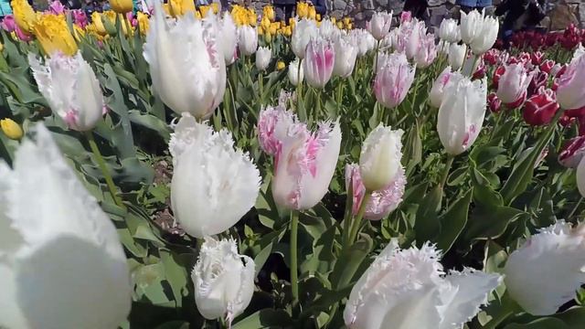 Nikitsky Botanical Garden Yalta April 2017 смотреть онлайн