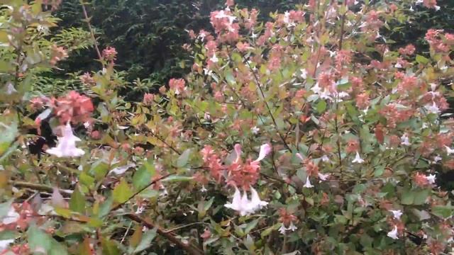 Abélia Grandiflora