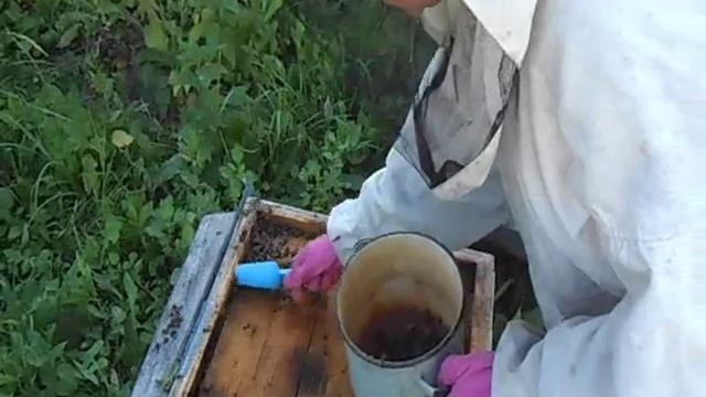 массовая гибель пчёл в каширском районе смотреть онлайн