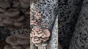 Белый налёт на грибах вёшенка-что это? Споры, плесень?