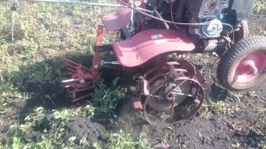 Выкапывание картофеля мотоблоком никкей 1550 + Выкапыватель ВРМЗ.