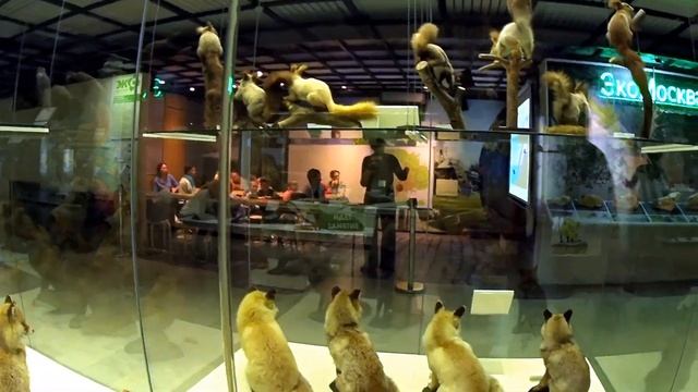 Музей Дарвина Москва. Лучшее что получилось. Октябрь 2023 смотреть онлайн