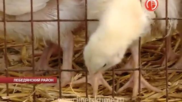 Областная розничная ярмарка состоялась в Лебе...