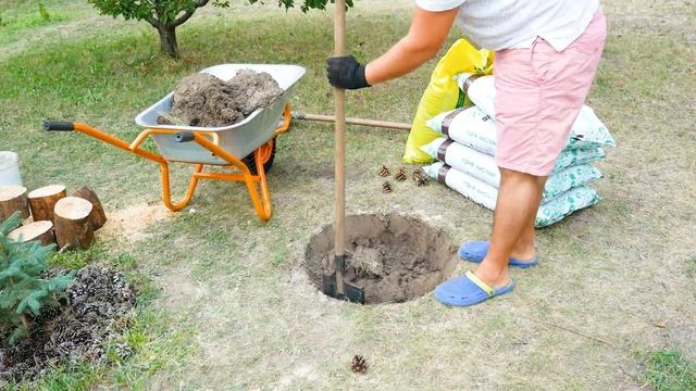 ?️Как Сажать Голубику. Посадка Голубики в Южных Регионах. Садим Голубику Правильно. Blueberry смотреть онлайн