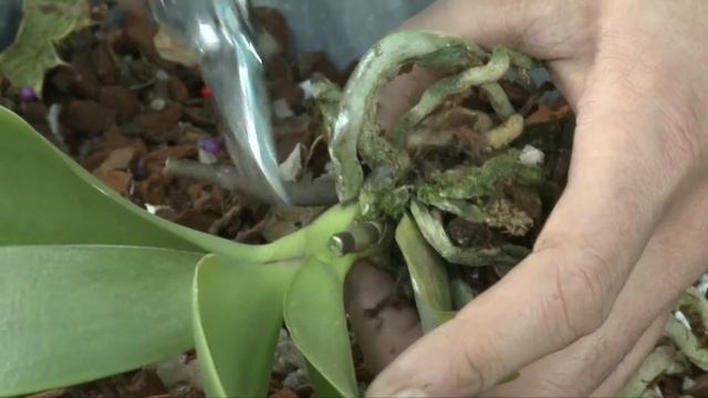 Les orchidées смотреть онлайн