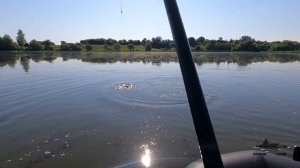 Дикие КАРПЫ разгибают КРЮЧКИ ! РЫБАЛКА на БОКОВОЙ КИВОК по РОЙКАМ .