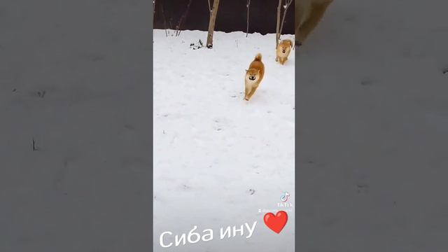 мои девочки🤣#shiba #shibainu #сиба #сибаину #шиба #питомниксиба #буднипитомника #likedogs смотреть онлайн