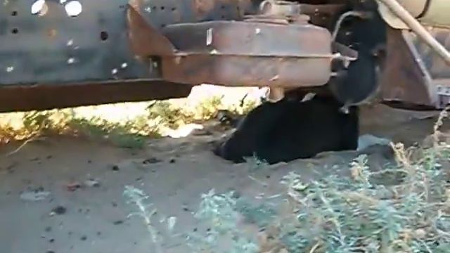 Сын однопометницы Сырттана(Эксп.Айтжан) смотреть онлайн