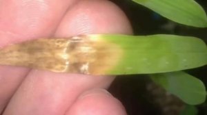 Сохнут кончики листьев у комнатных растений. Почему? Что делать?