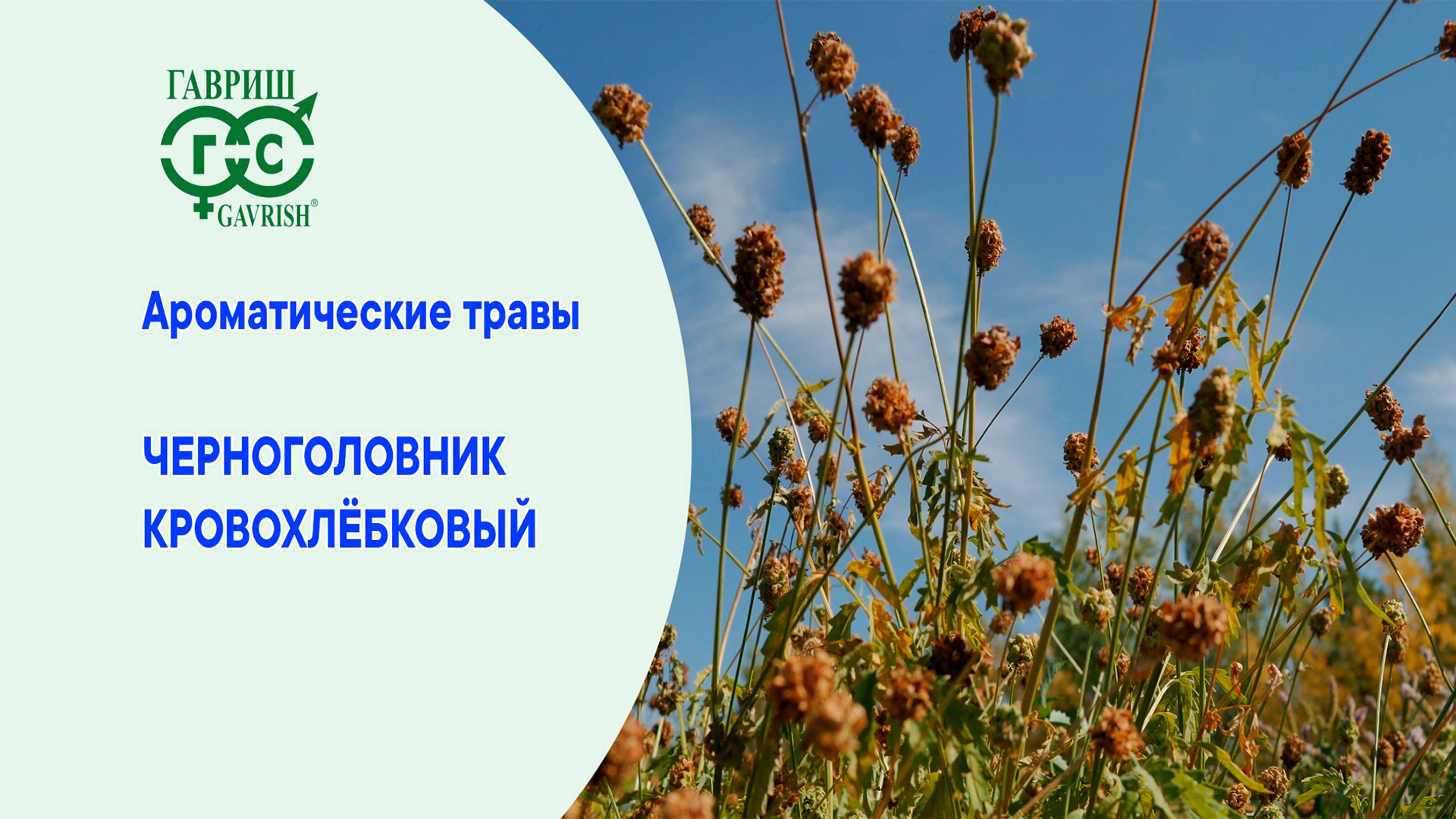 ЧЕРНОГОЛОВНИК КРОВОХЛЕБКОВЫЙ – С ЧЕМ ЕГО ЕДЯТ? смотреть онлайн