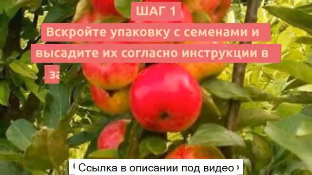 Экодар гибридные мини деревья - экодар гибридные мини деревья - экодар! гибридные мини-деревья. смотреть онлайн