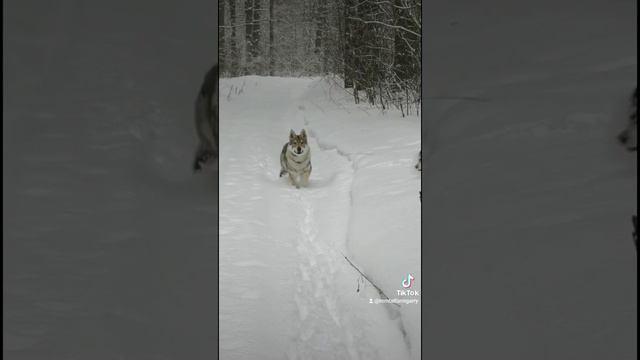 Прощальный снегопад смотреть онлайн