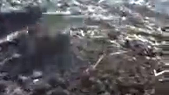 Такса догнала зайца подранка, причём сделала это без помощи гончака. смотреть онлайн