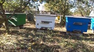 Породы пчел . Среднерусская порода пчел .