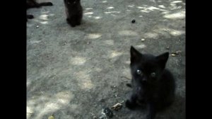 Кошачий вальс. Шопен