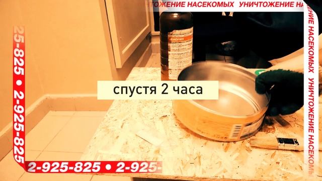 Чем травить тараканов? #СанконтрольКрасноярск. смотреть онлайн
