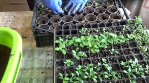 Пересадка петунии после всходов (перевалка из кассет). Выращивать хорошую рассаду петунии без хлопо