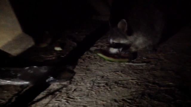 Енот полоскун Еня кемпинг Назарова дача Чёрное море смотреть онлайн