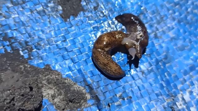 любовь у слизней