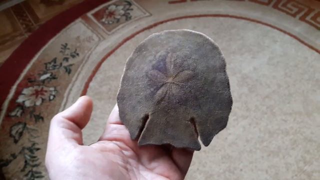 СУВЕНИРЫ ИЗ ЕГИПТА (РАКОВИНЫ, МОРСКИЕ ЗВЕЗДЫ И ДР.) смотреть онлайн