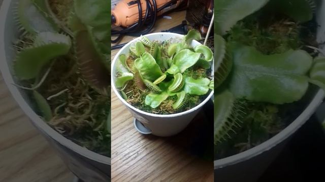 Венерина мухоловка( Деонея)