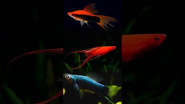 5 самых неприхотливых аквариумных рыбок смотреть онлайн