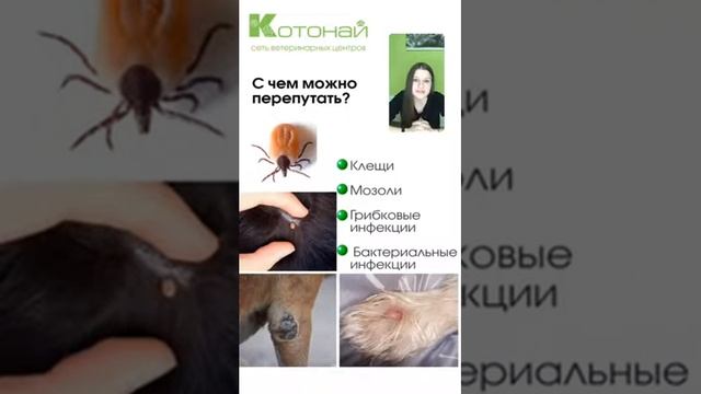 Опухоли кожи у собак и кошек. Что с ними делать? смотреть онлайн