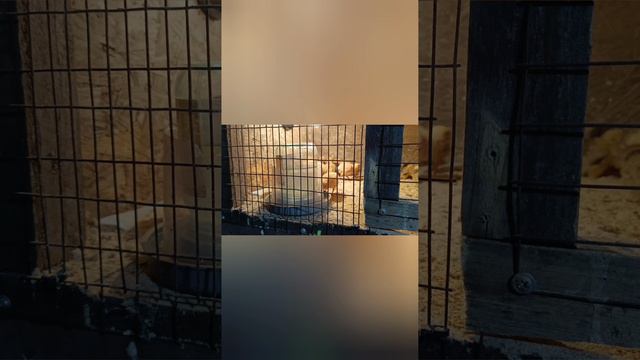 Переселение