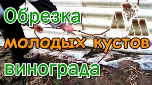 ? Осенняя обрезка молодых кустов винограда