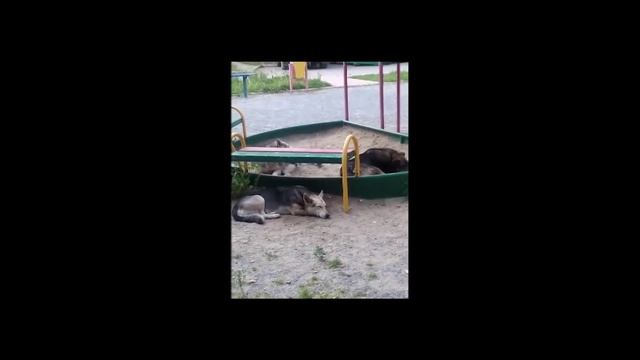 Крупные собаки на детской площадке в Бердске смотреть онлайн