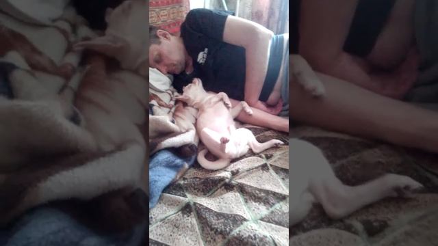 Сонные мухи. смотреть онлайн