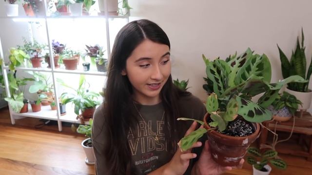 Maranta Full Plant Care Guide + Propagation смотреть онлайн