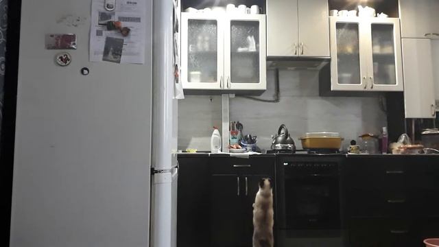 Как отучить кота лазить по столам смотреть онлайн