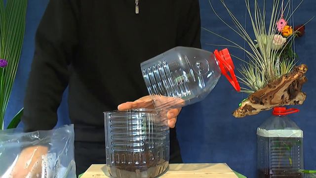 Orchidee durch Stecklinge vermehren, die Bambus Orchidee und Ficus Update смотреть онлайн