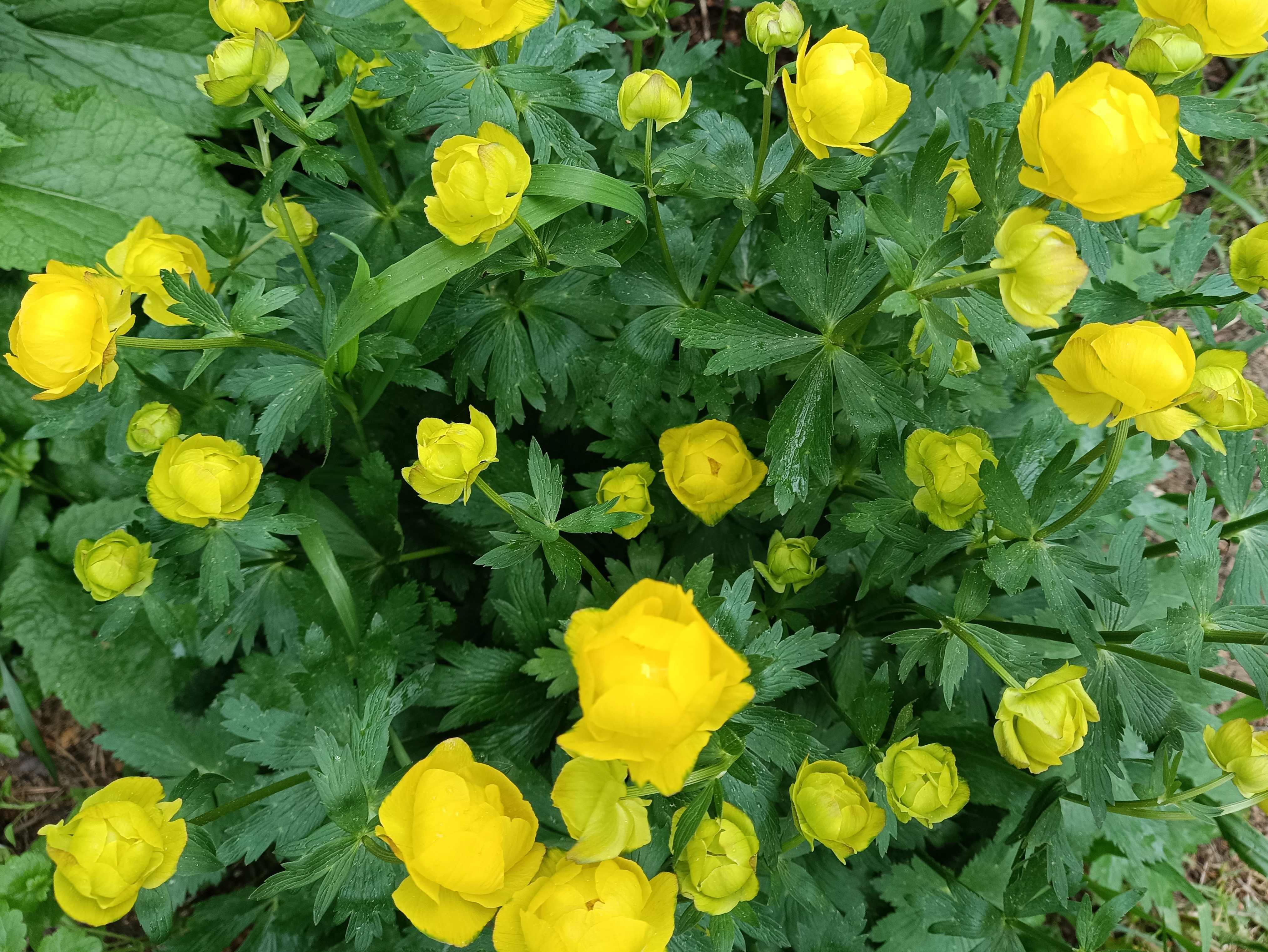 РОЗЫ. ГОТОВИМ ПЕРВОЕ ЦВЕТЕНИЕ. НАЧИНАЮЩИМ смотреть онлайн