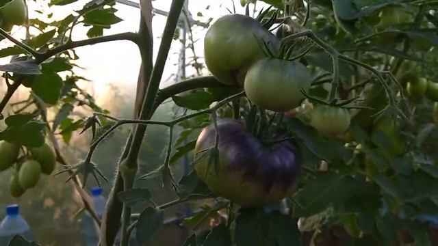 Жизнь Дачная. Обзор овощных культур на 21.07.2020 смотреть онлайн