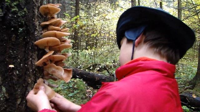 ОПЯТА. Очень много опят осенних. смотреть онлайн