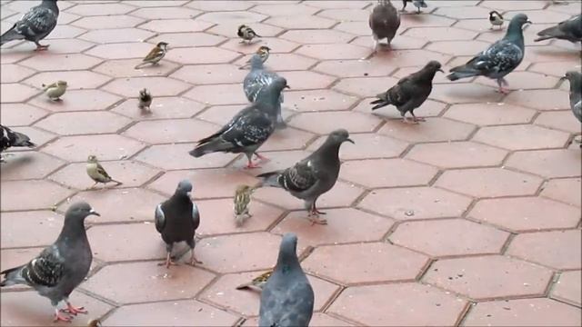 Футаж скачать бесплатно. Голуби и воробьи. смотреть онлайн